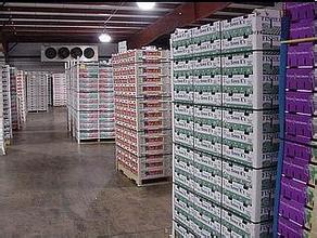 水果保鮮冷庫(kù)使用期要注意哪些問(wèn)題