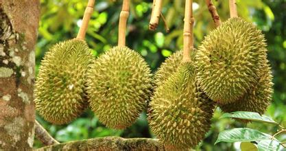 建一個200噸的榴蓮冷庫多少錢，榴蓮保鮮庫耗電量kw/h